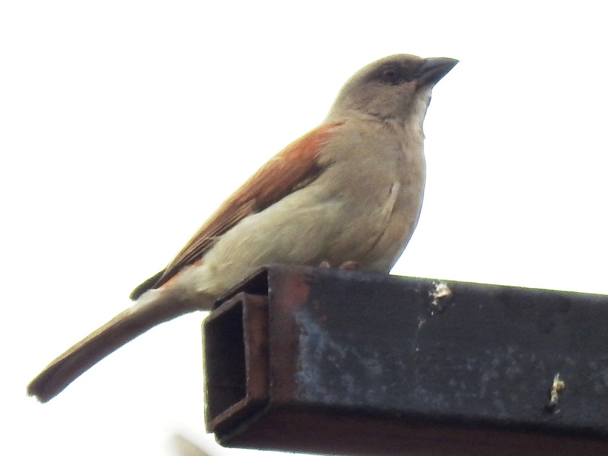 Northern Gray-headed Sparrow - ML638685492