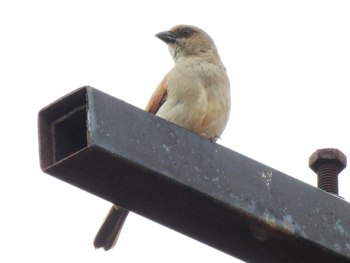 Northern Gray-headed Sparrow - ML638685493