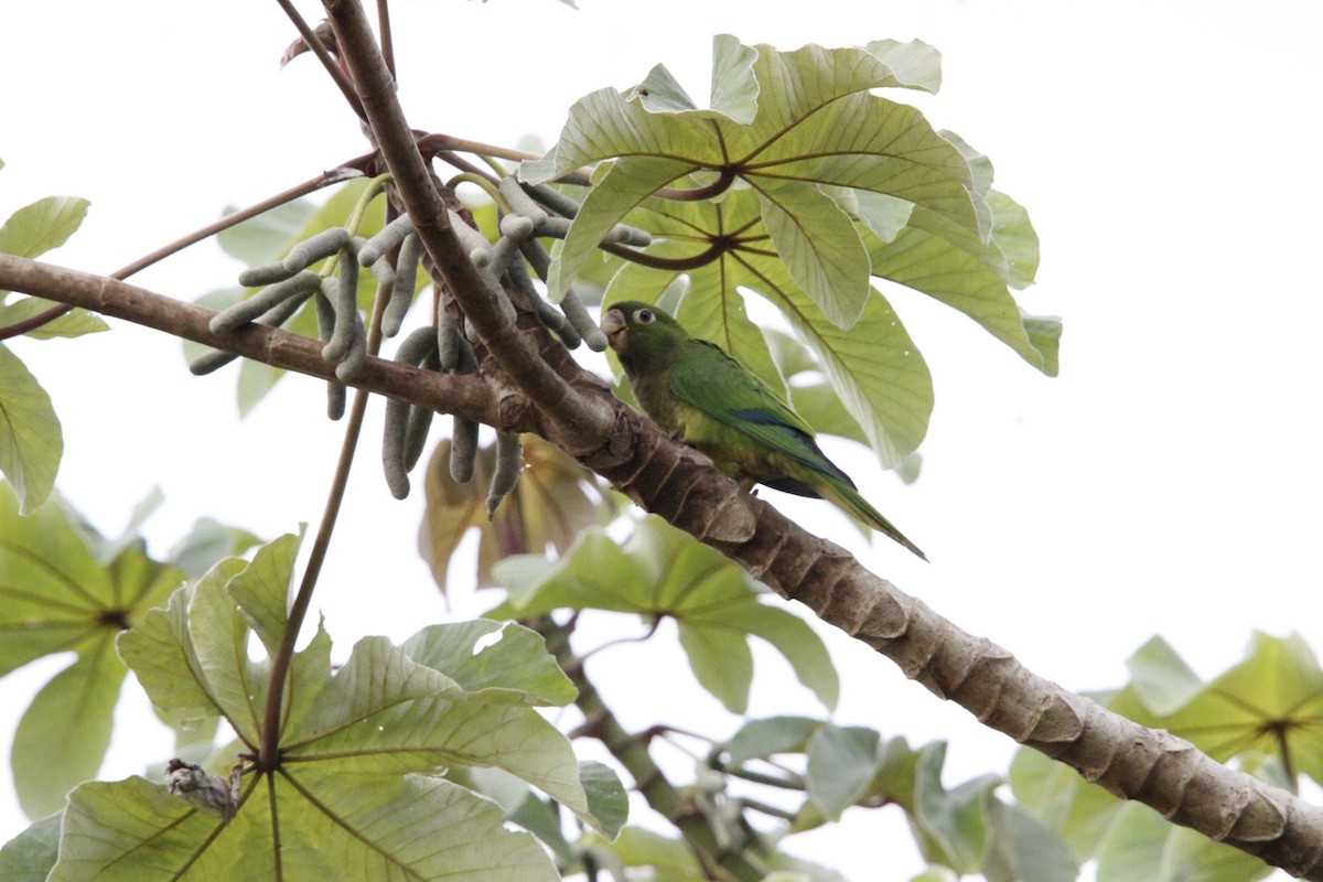 Olive-throated Parakeet - ML638685502