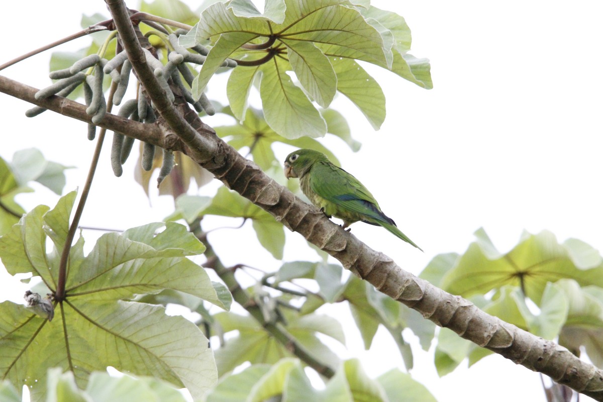 Olive-throated Parakeet - ML638685504