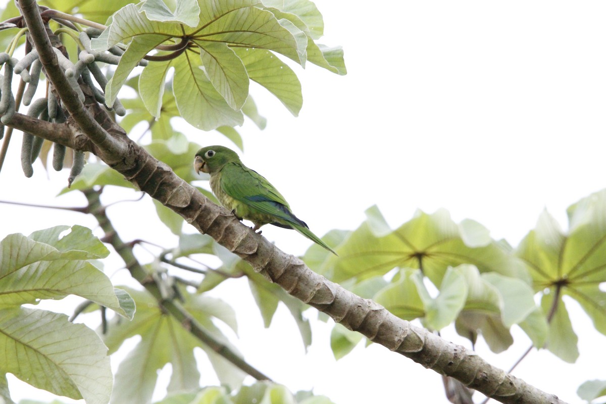 Olive-throated Parakeet - ML638685505