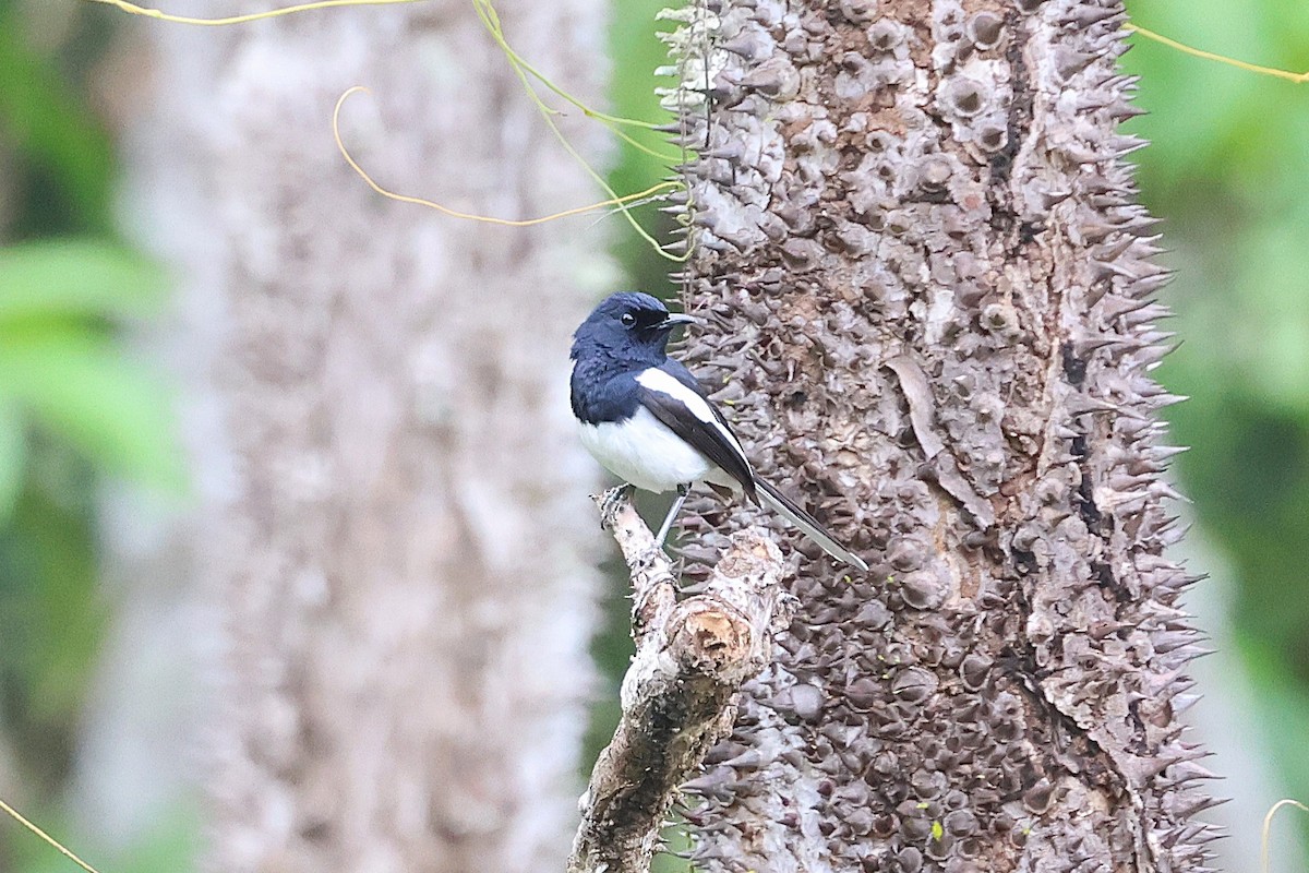 Madagascar Magpie-Robin - ML638685536