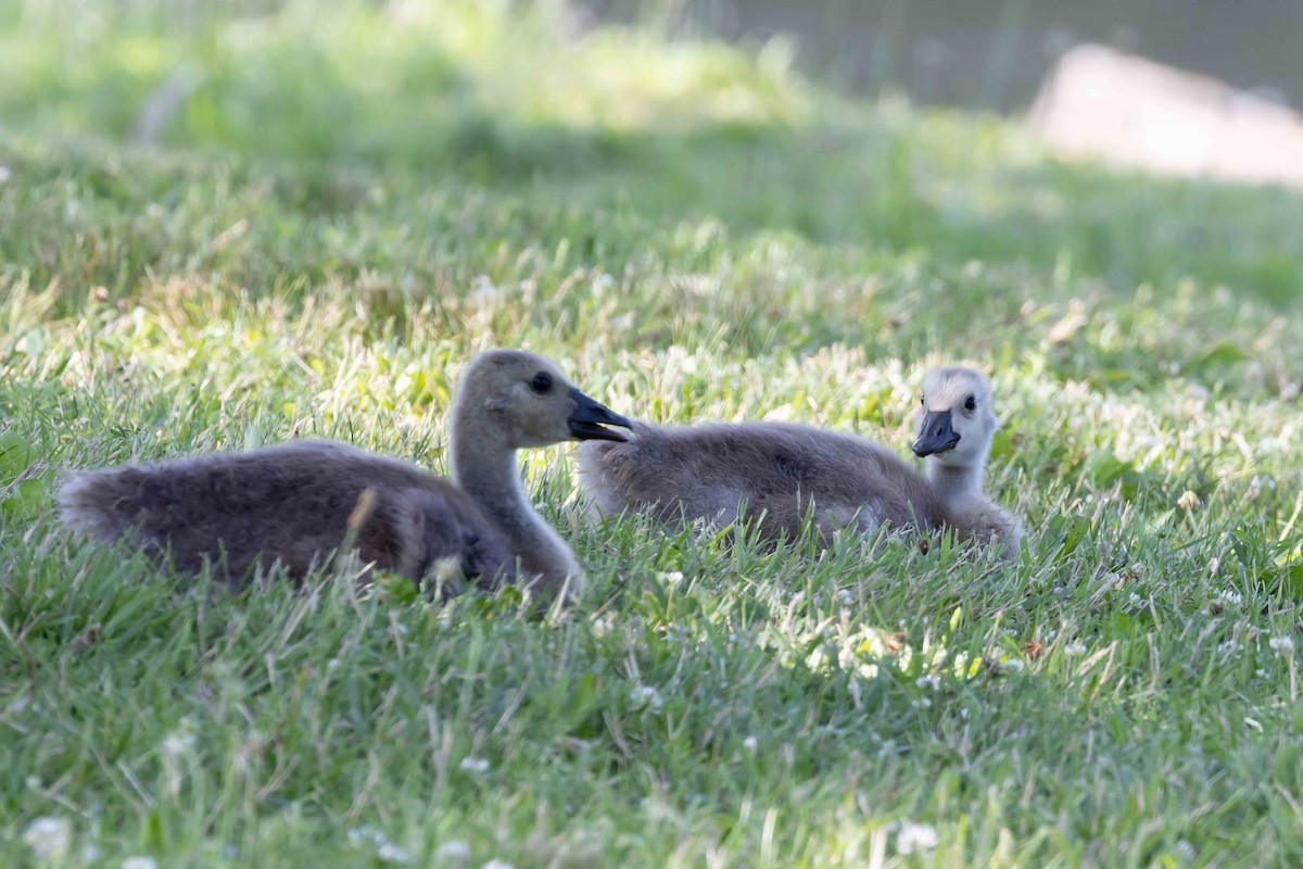 Canada Goose - ML638685539