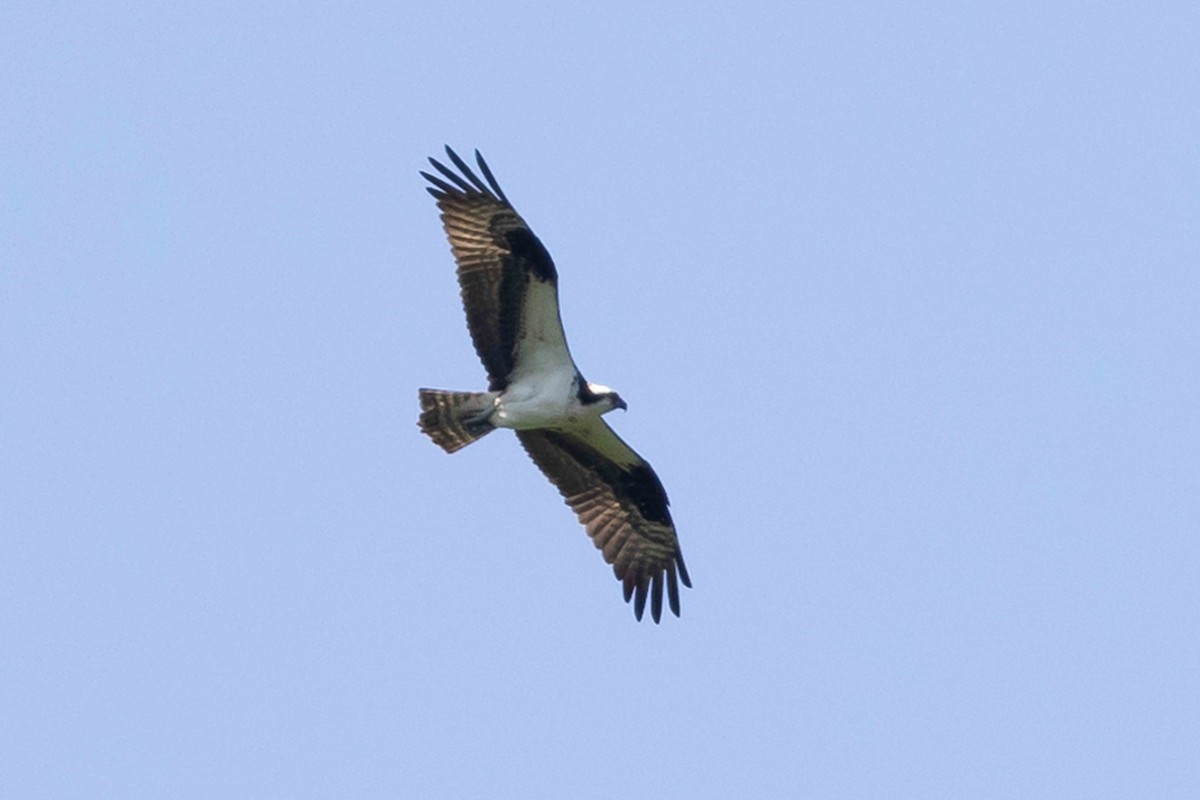 Osprey - ML638685552