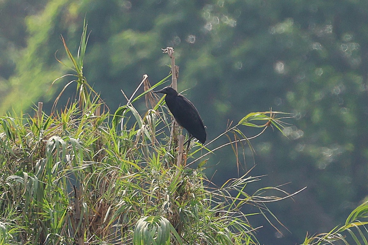 Black Heron - ML638685612