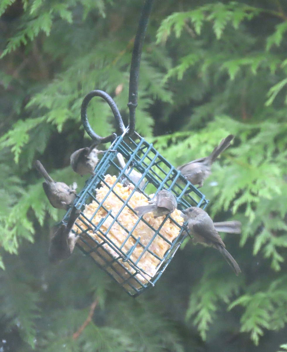 Bushtit (Pacific) - ML638685633
