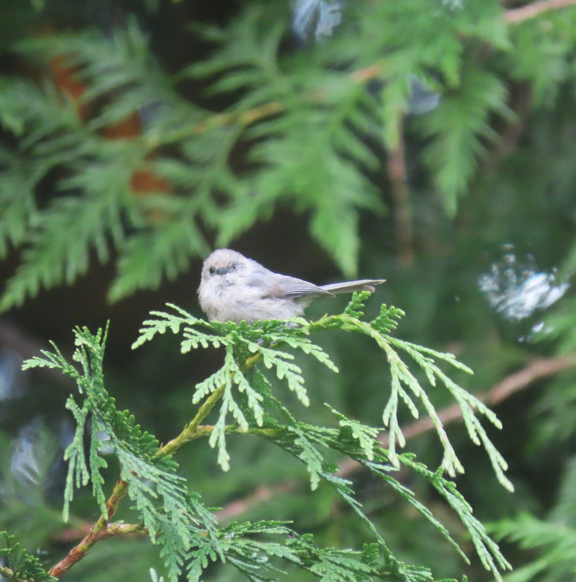 Bushtit (Pacific) - ML638685634