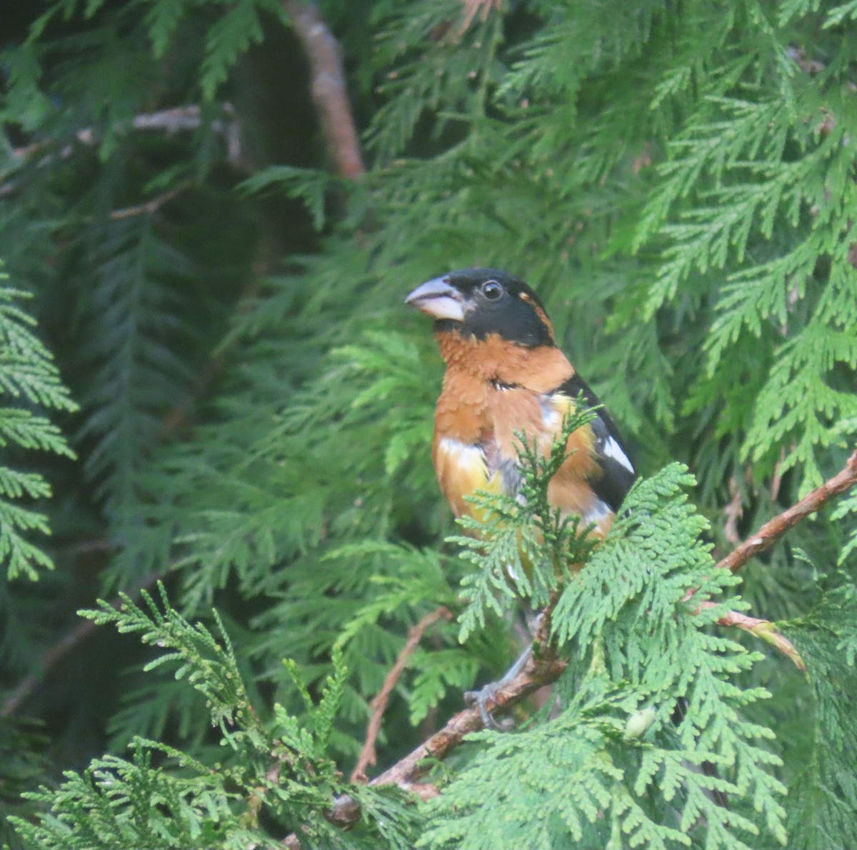 Black-headed Grosbeak - ML638685646