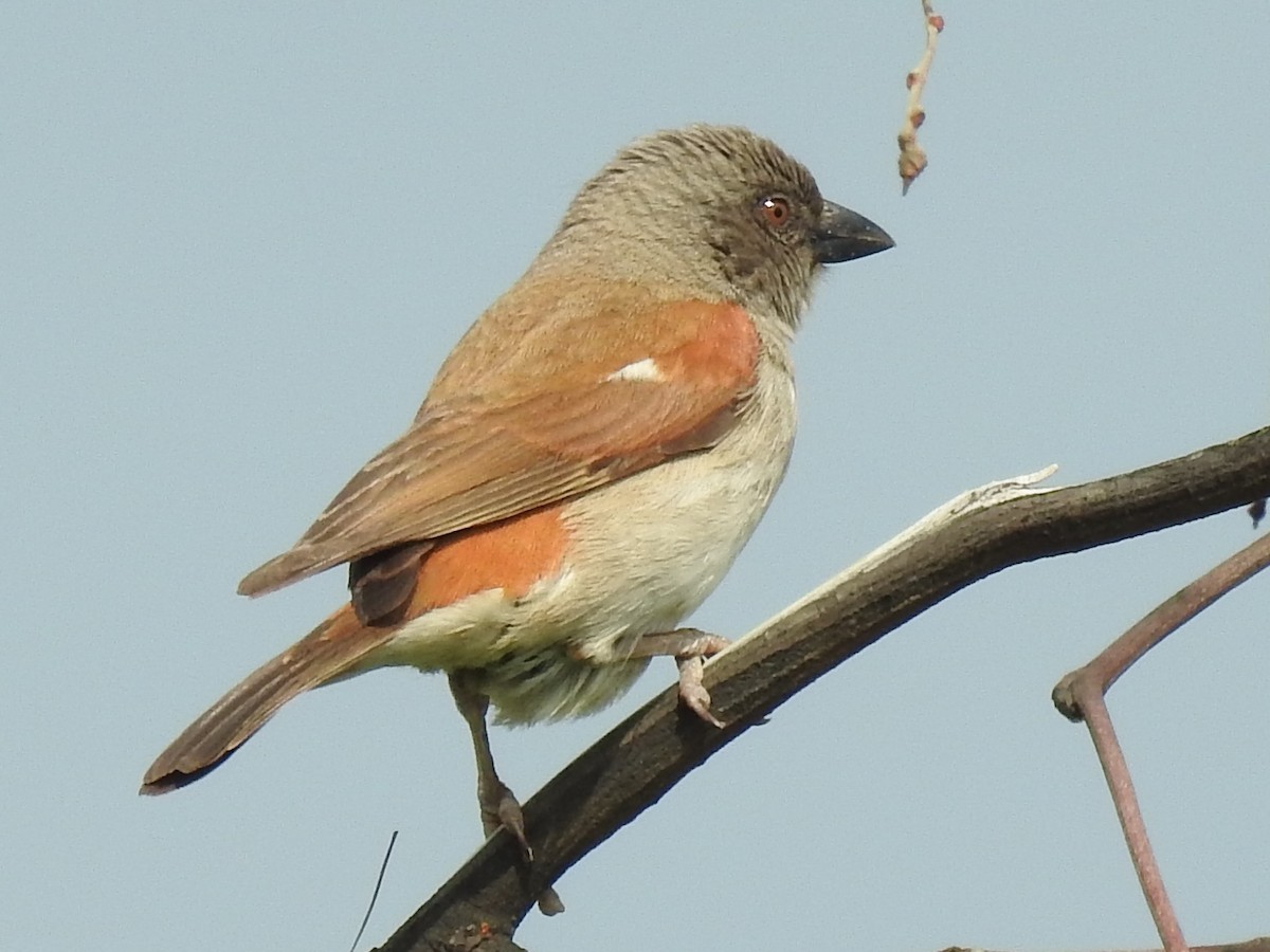Northern Gray-headed Sparrow - ML638685648