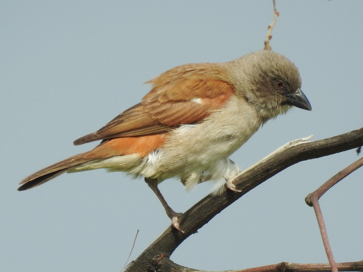 Northern Gray-headed Sparrow - ML638685649