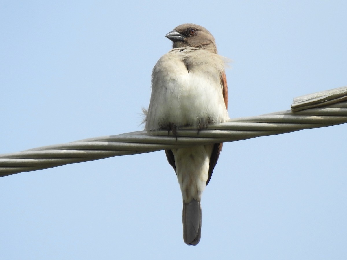 Northern Gray-headed Sparrow - ML638685650