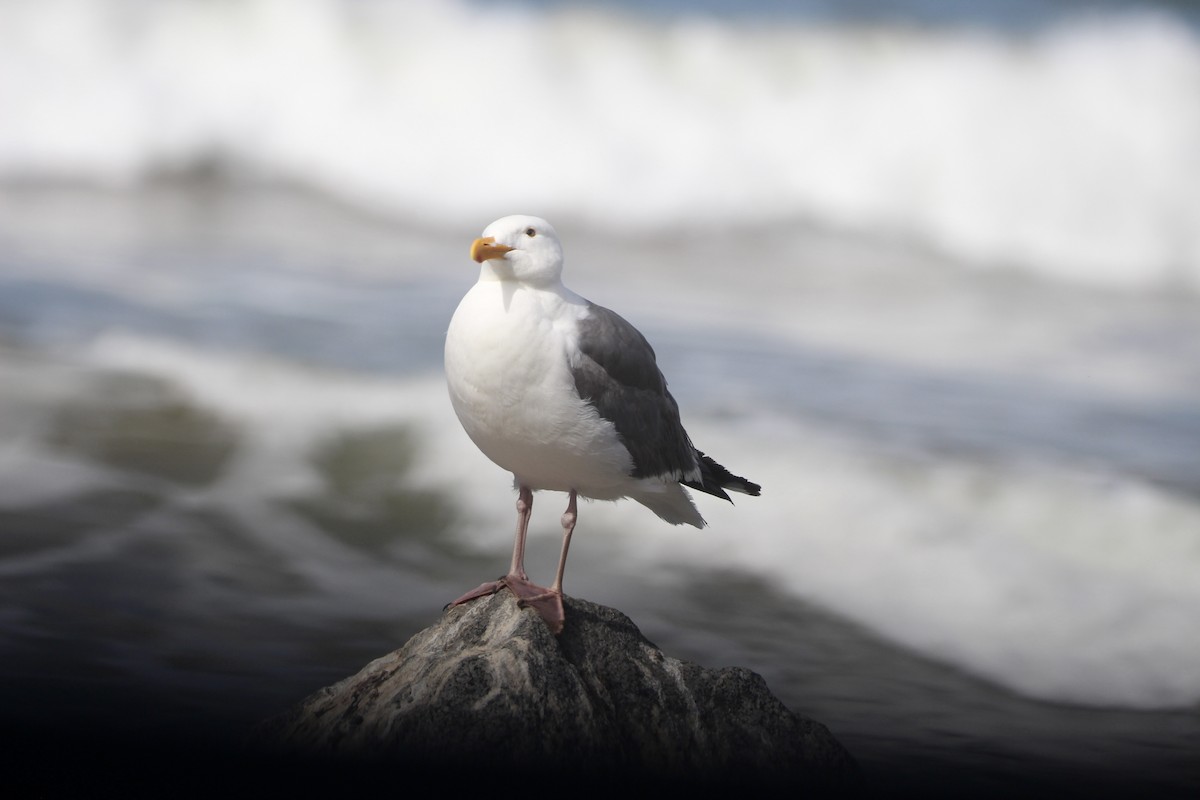 Western Gull - ML638685653
