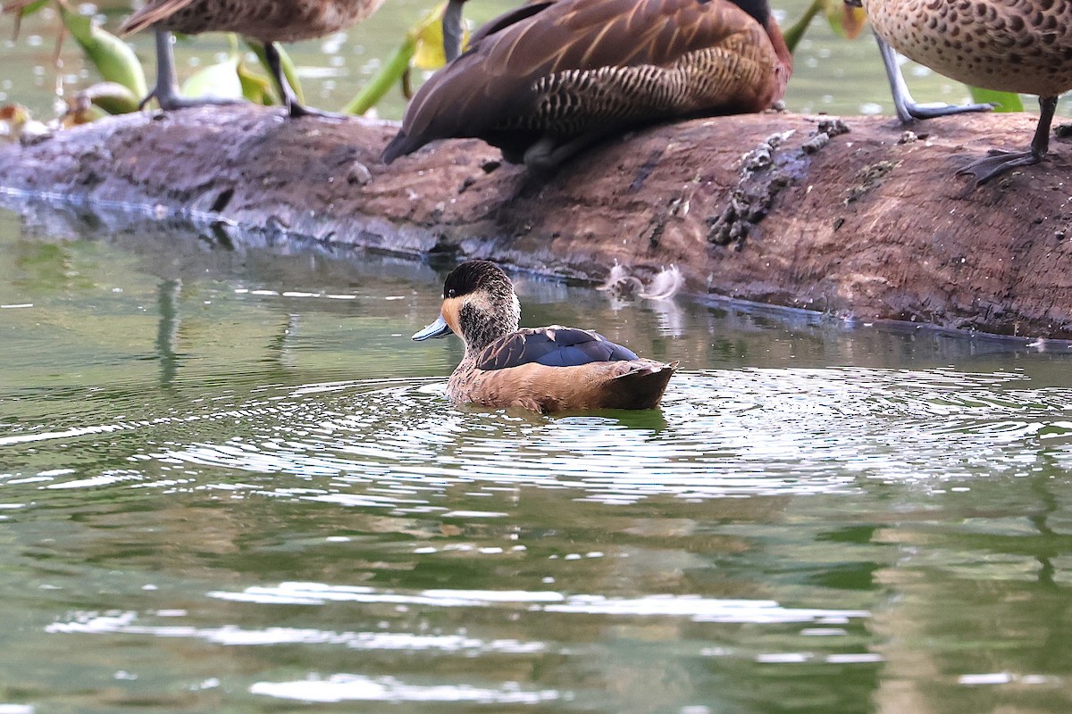 Blue-billed Teal - ML638685705