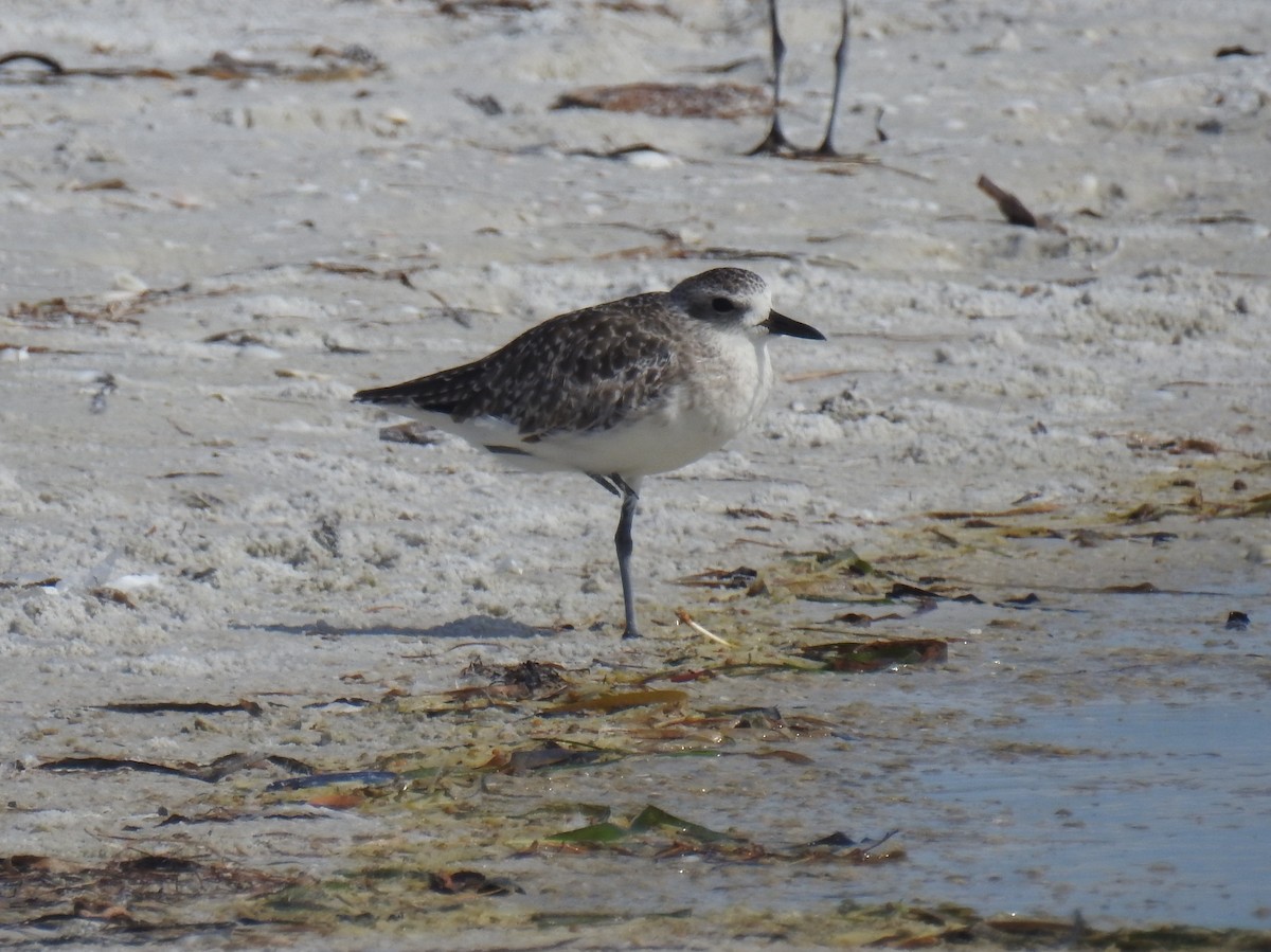 Black-bellied Plover - ML638685710