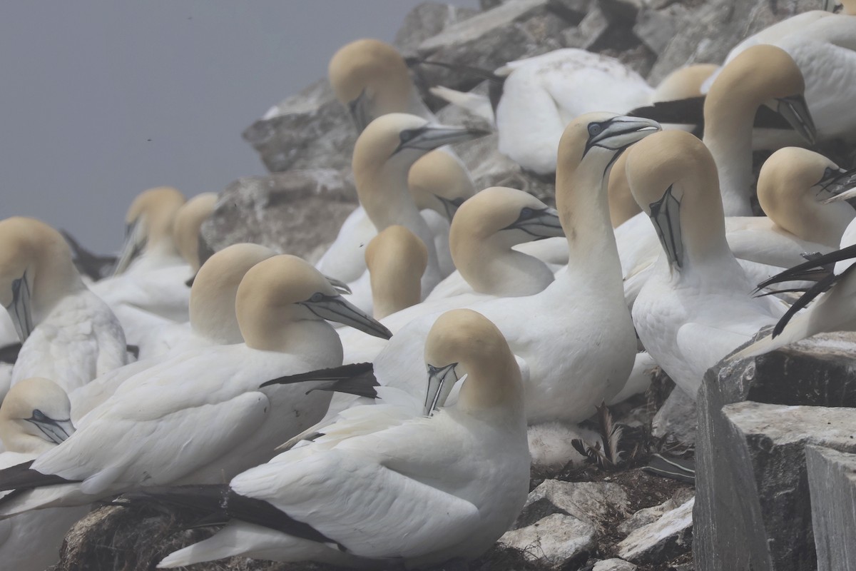 Northern Gannet - ML638685751