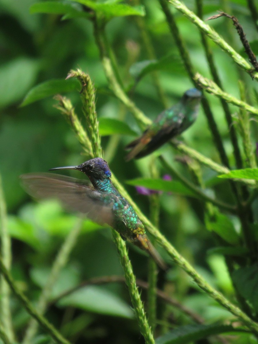 Golden-tailed Sapphire - ML638685771