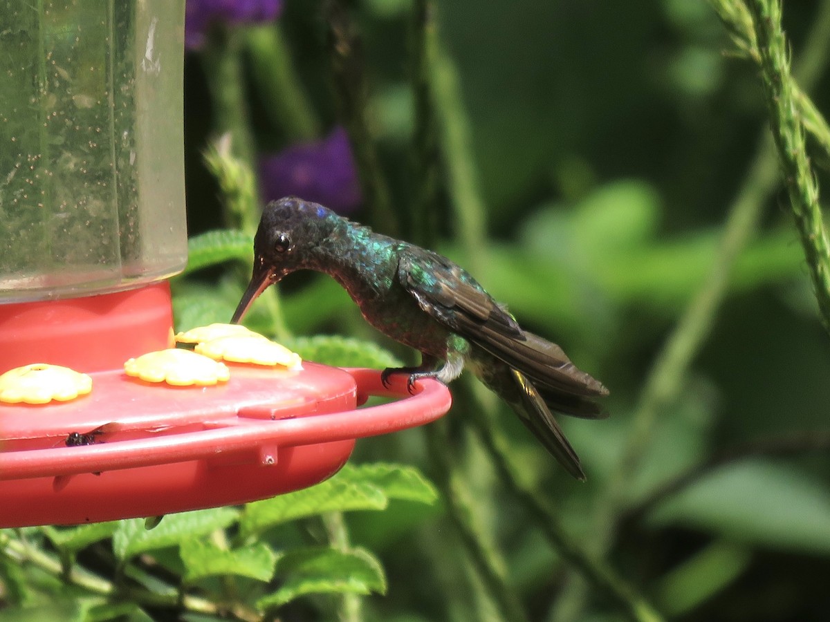 Golden-tailed Sapphire - ML638685777