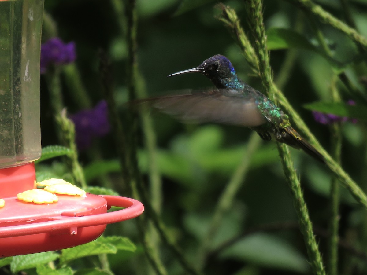 Golden-tailed Sapphire - ML638685778