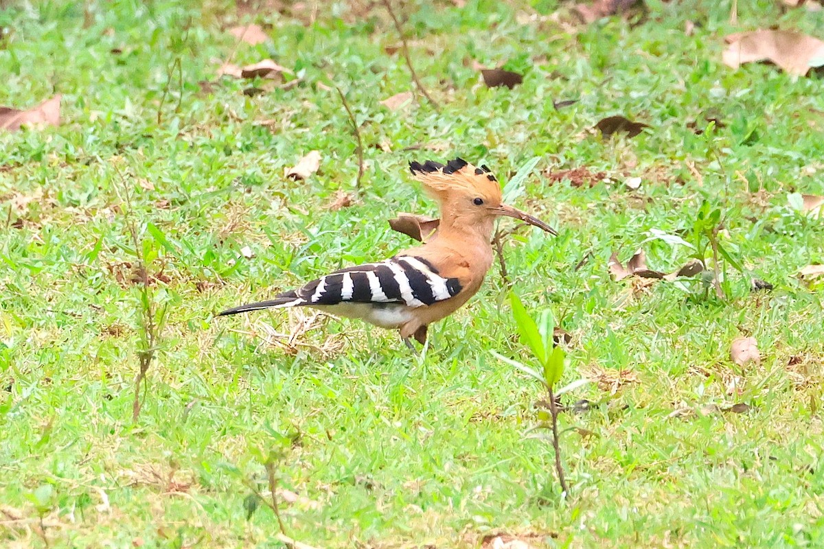 Madagascar Hoopoe - ML638685816