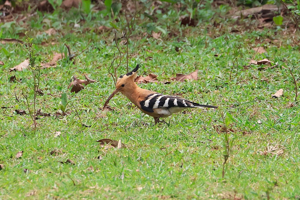 Madagascar Hoopoe - ML638685817