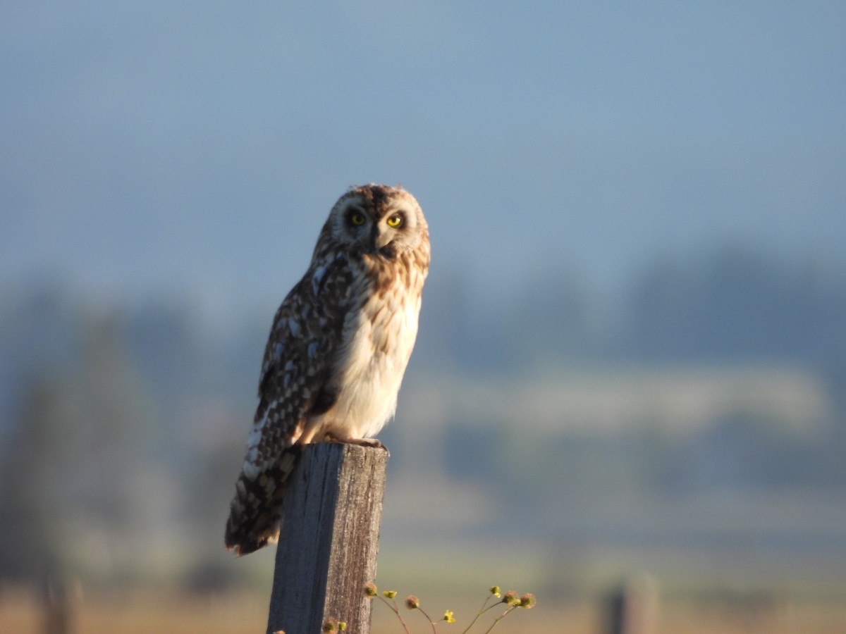 Hibou des marais - ML638685828