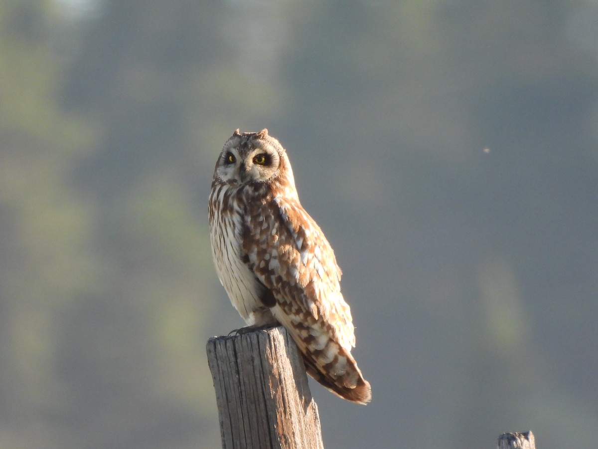Hibou des marais - ML638685846
