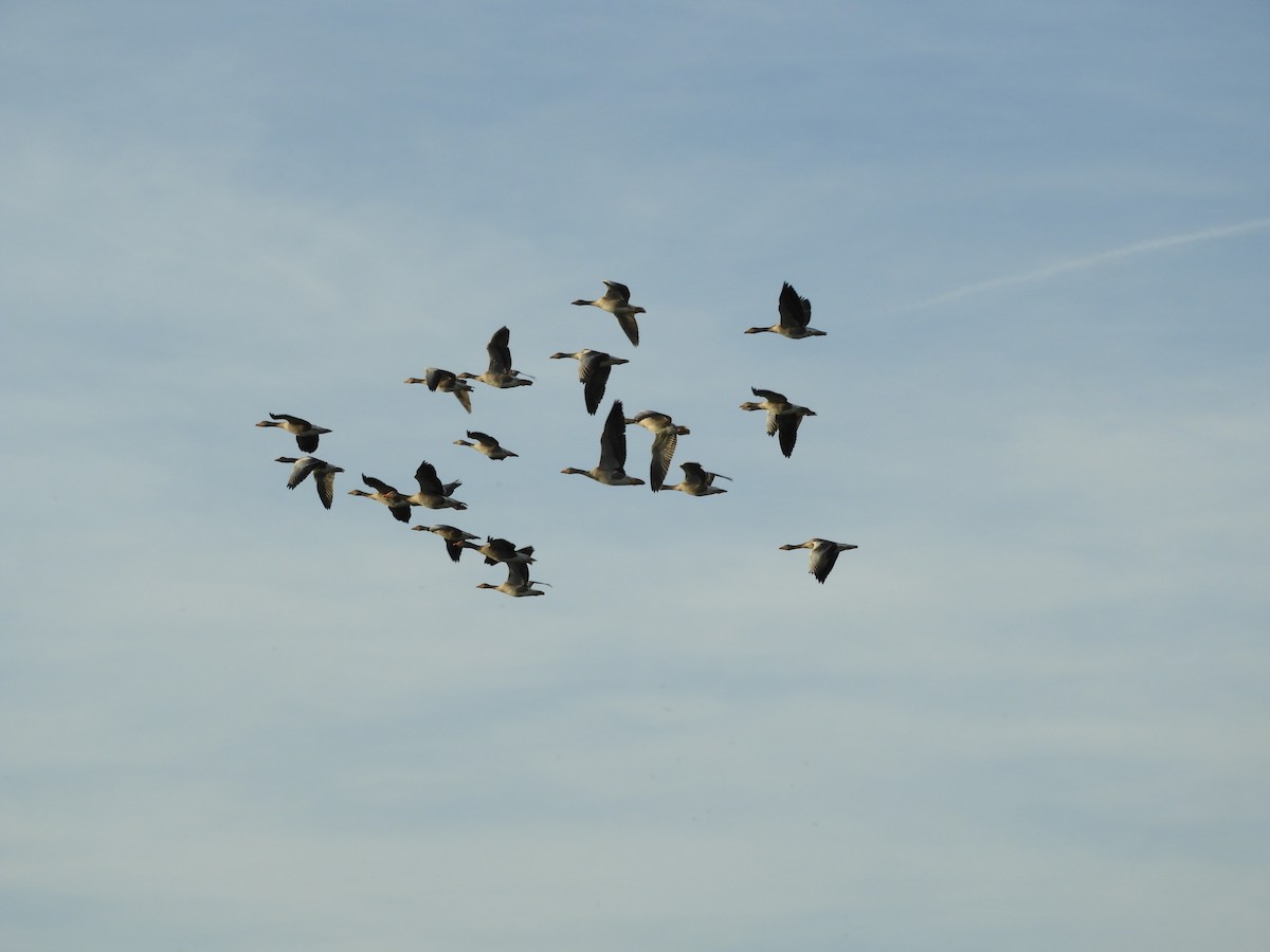 Graylag Goose - ML638685878