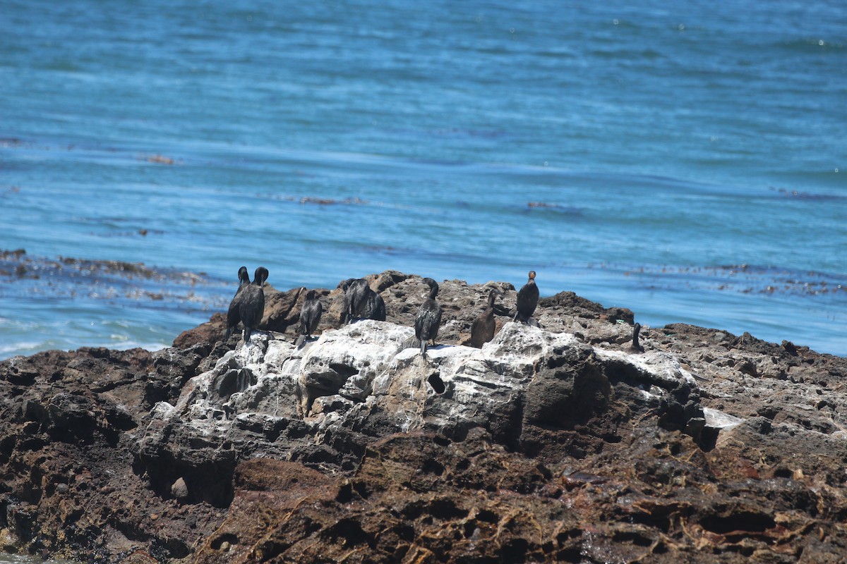 Brandt's Cormorant - ML638685879