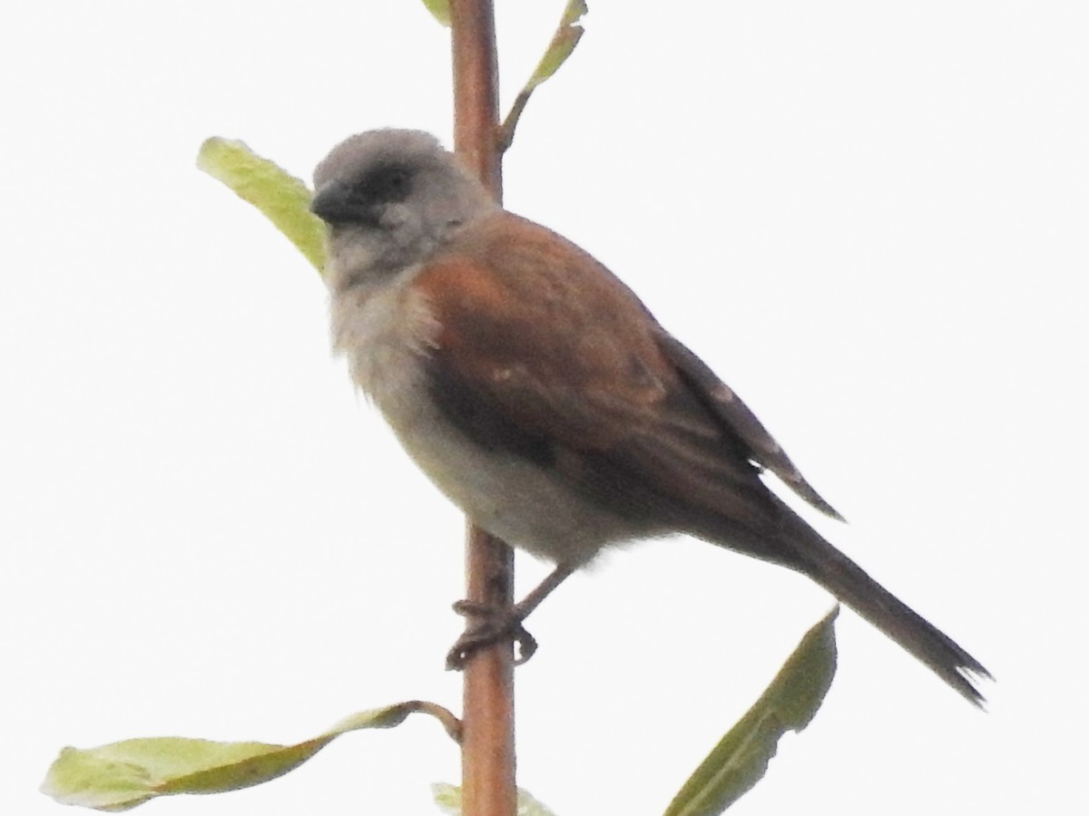 Northern Gray-headed Sparrow - ML638685881
