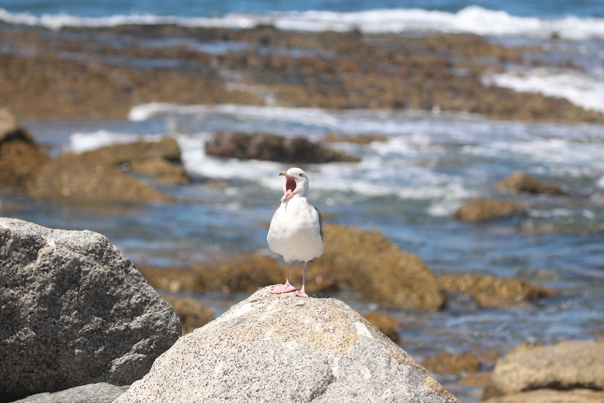Western Gull - ML638685906