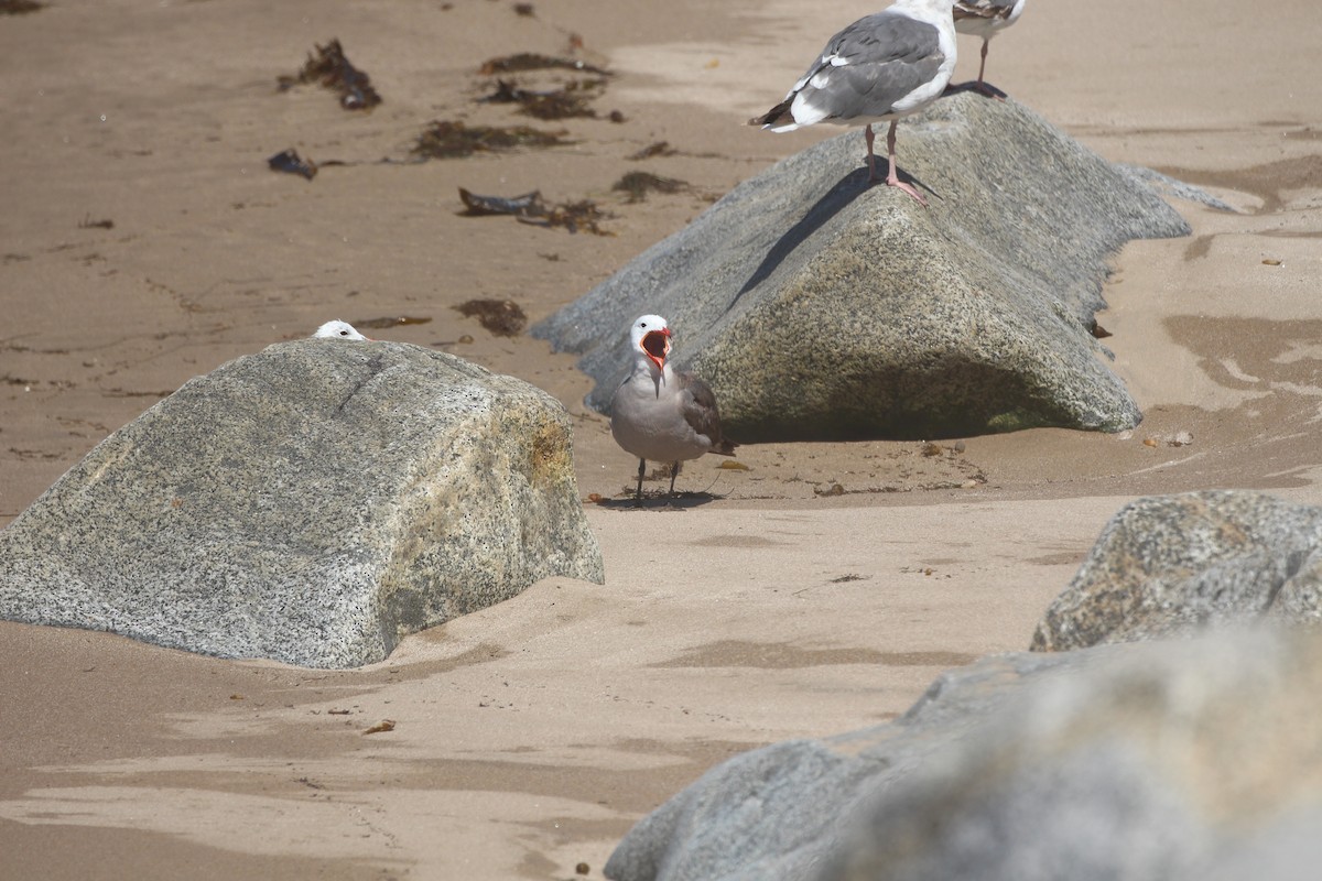 Heermann's Gull - ML638685915