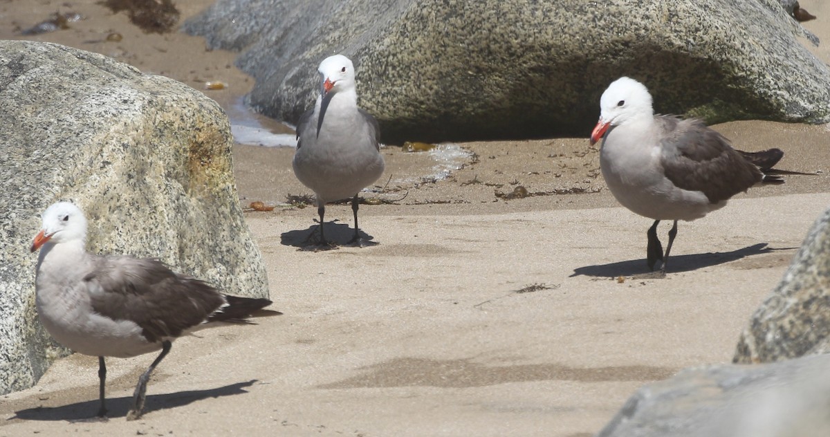 Heermann's Gull - ML638685928