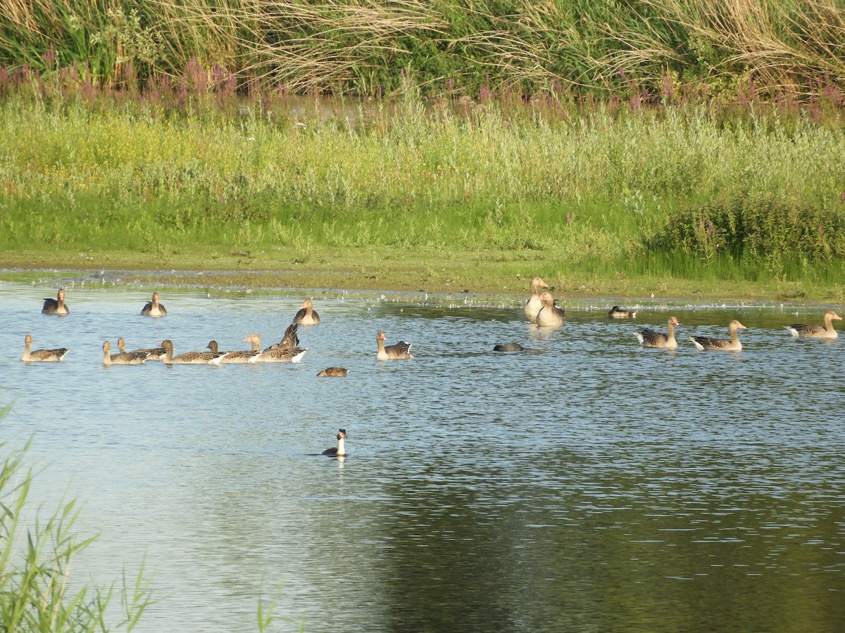 Graylag Goose - ML638685940