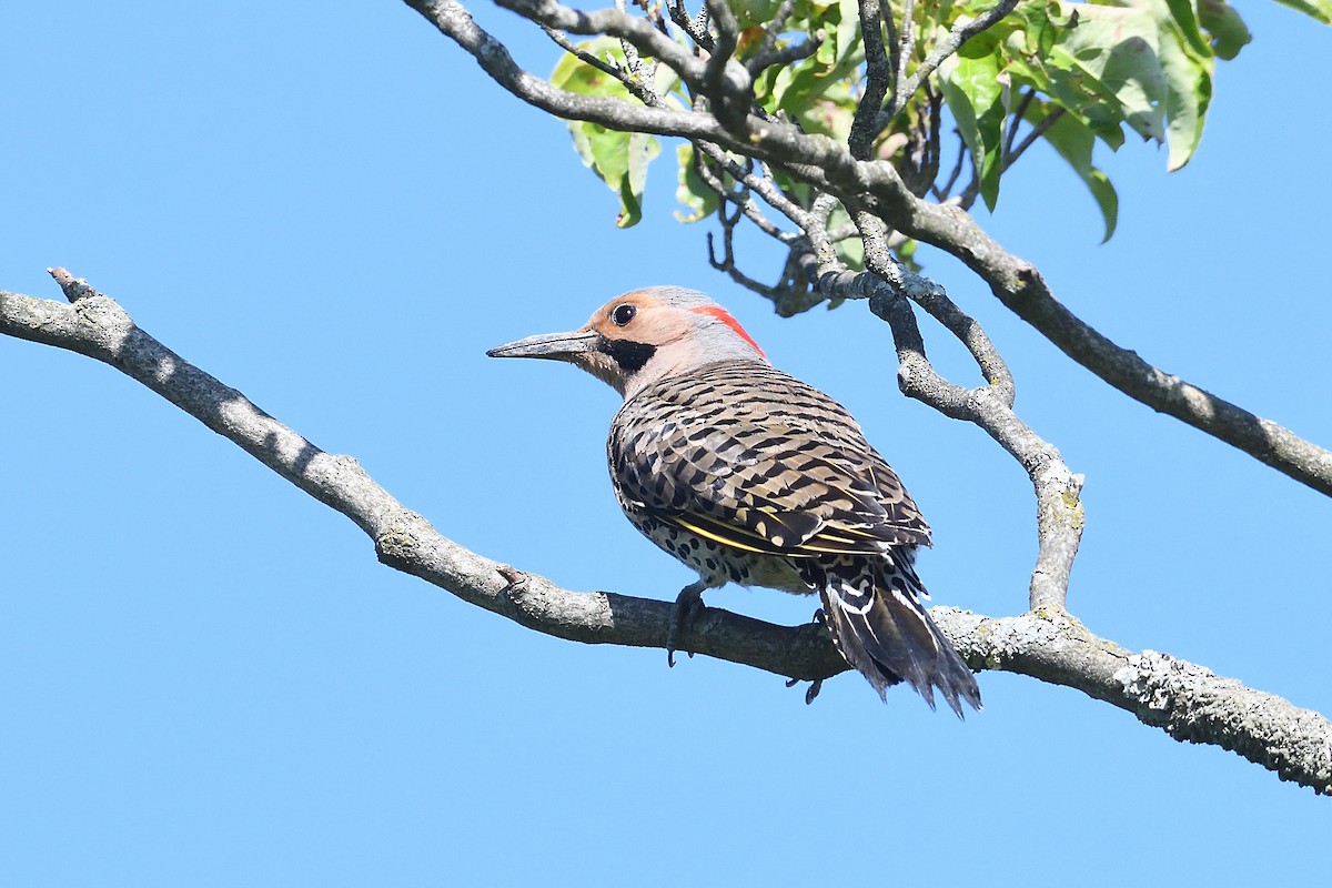 Northern Flicker - ML638685953