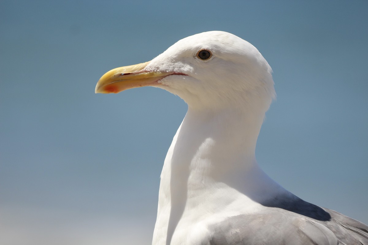 Western Gull - ML638685982