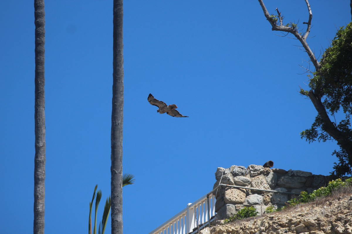 Red-tailed Hawk - ML638685992