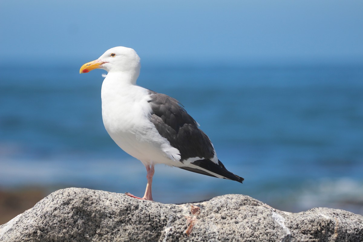 Western Gull - ML638685998