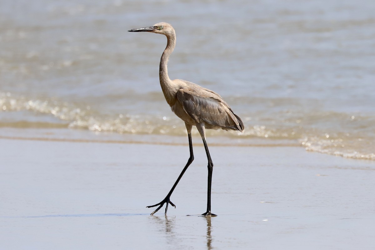 Reddish Egret - ML638686000