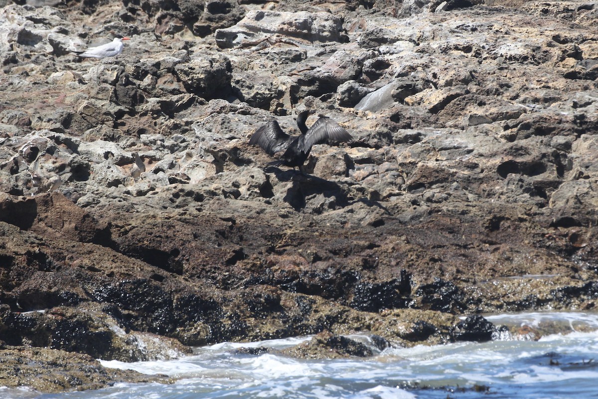 Double-crested Cormorant - ML638686042