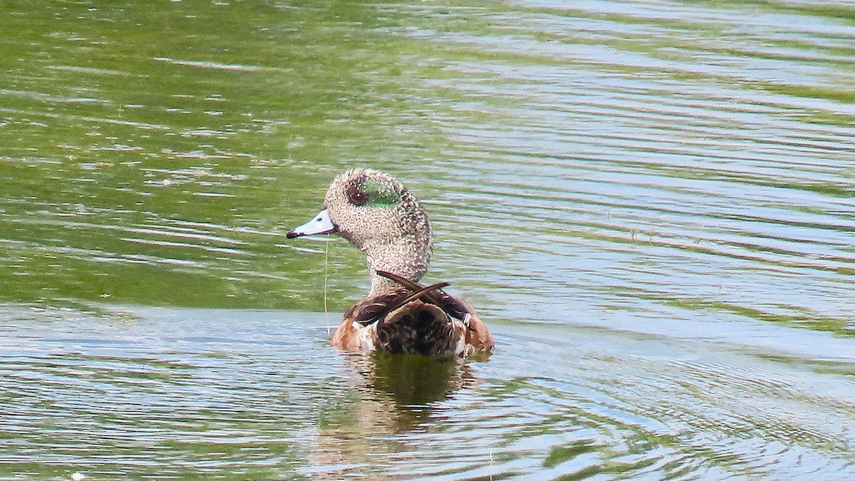 Canard d'Amérique - ML638686044