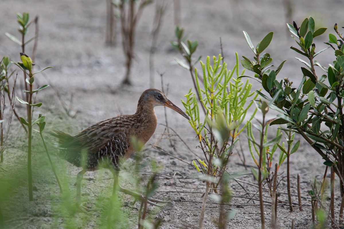 Clapper Rail - ML638686047