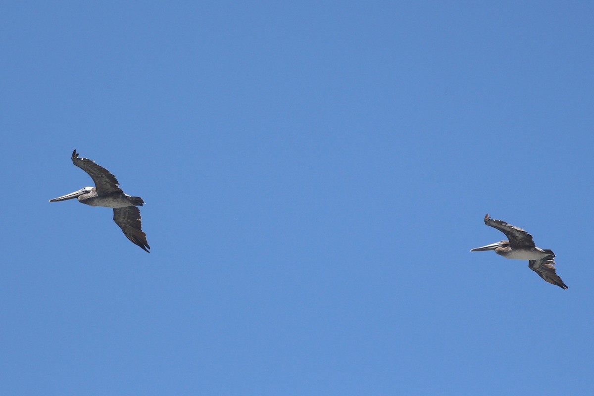 Brown Pelican - ML638686049
