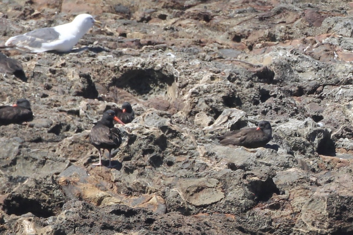 Black Oystercatcher - ML638686075