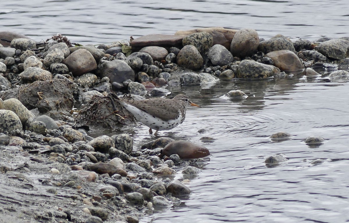 Spotted Sandpiper - ML638686097