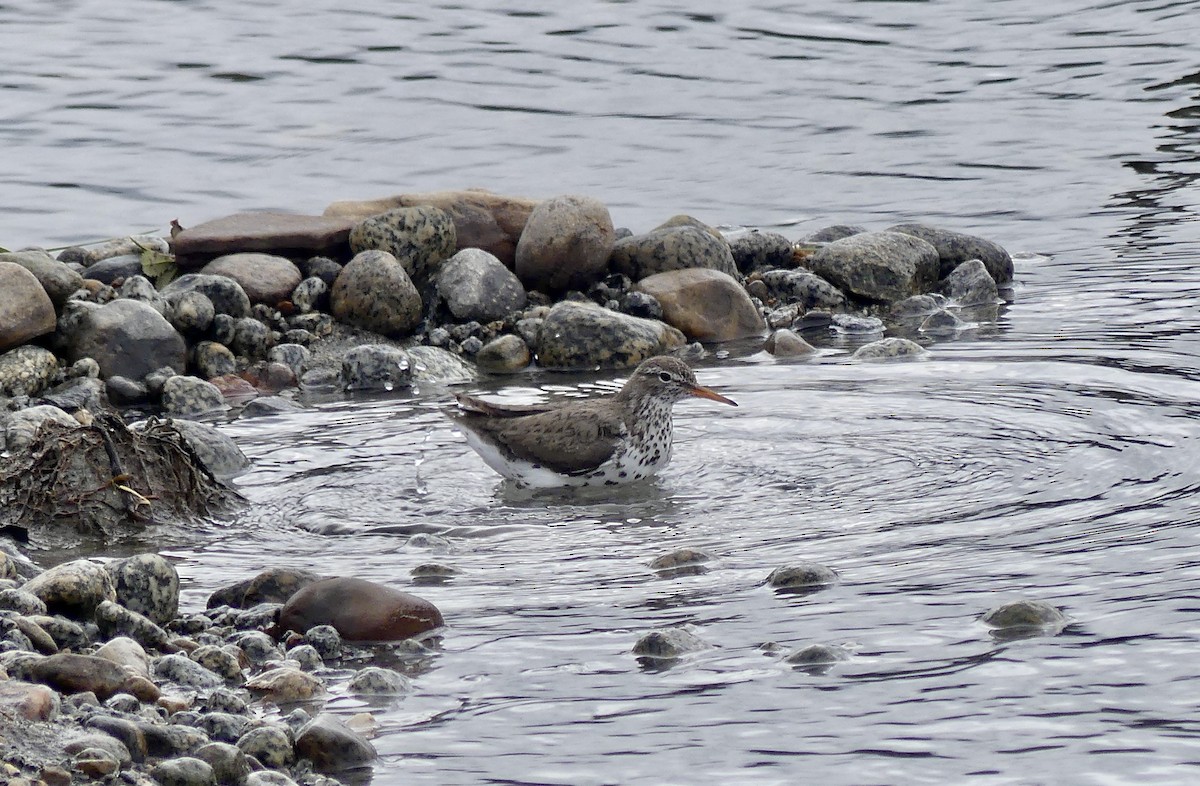 Spotted Sandpiper - ML638686129