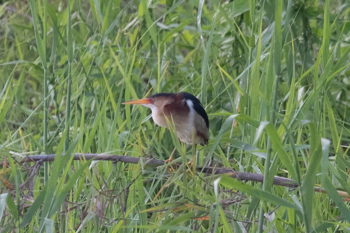 Least Bittern - ML638686210