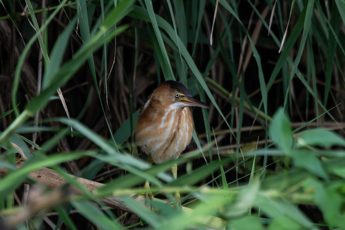 Least Bittern - ML638686211