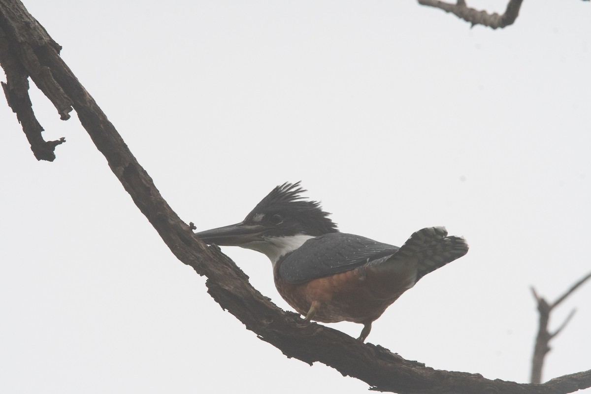 Ringed Kingfisher - ML638686223