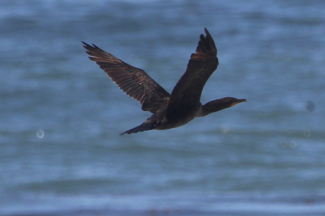 Double-crested Cormorant - ML638686267