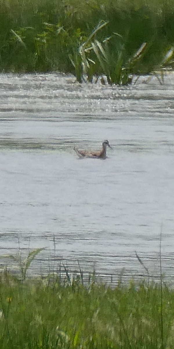 langnebbsvømmesnipe - ML638686305